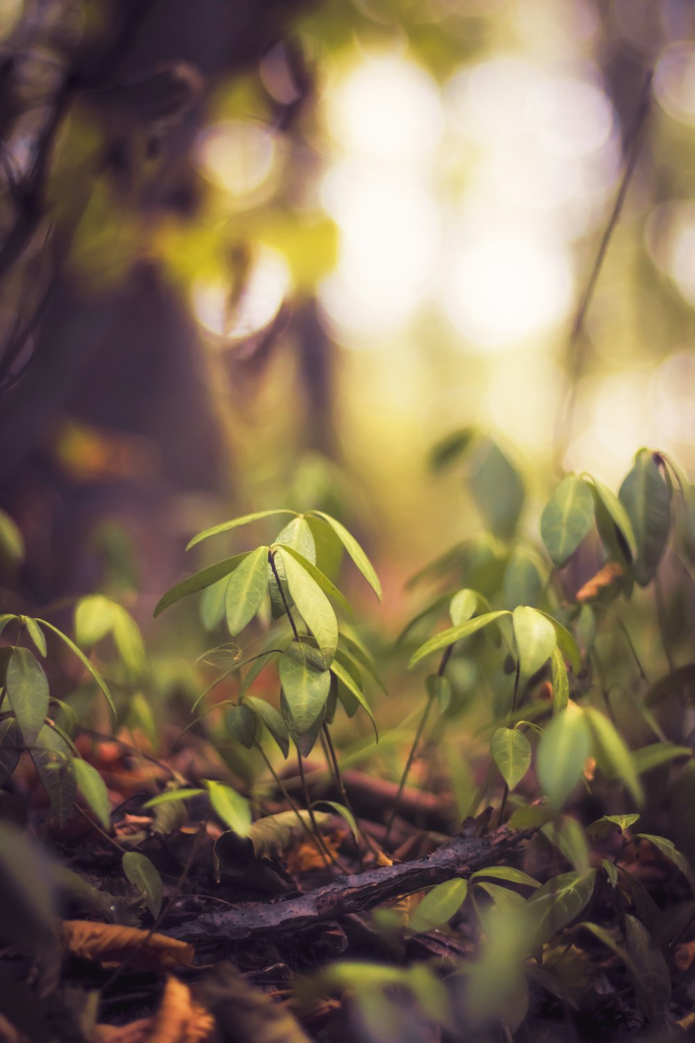 Hojas verdes en la lente de cambio de inclinación