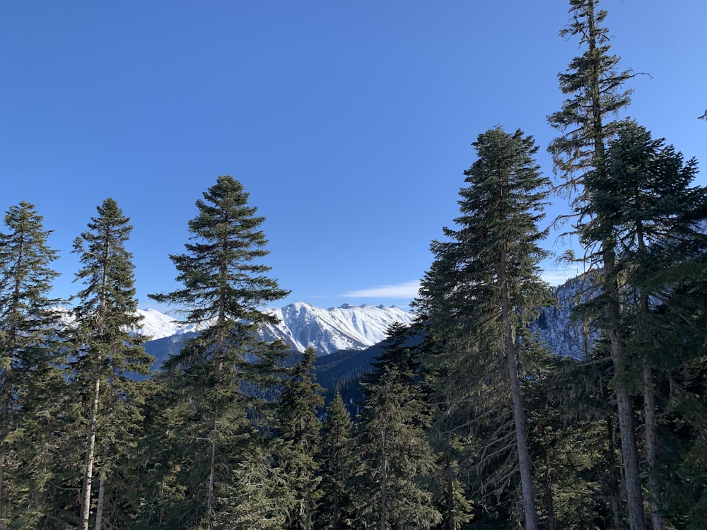 green pine trees on snow covered mountain during daytime