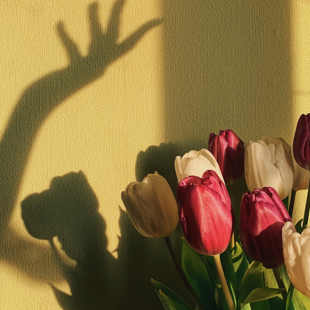 red and white tulips in front of yellow wall