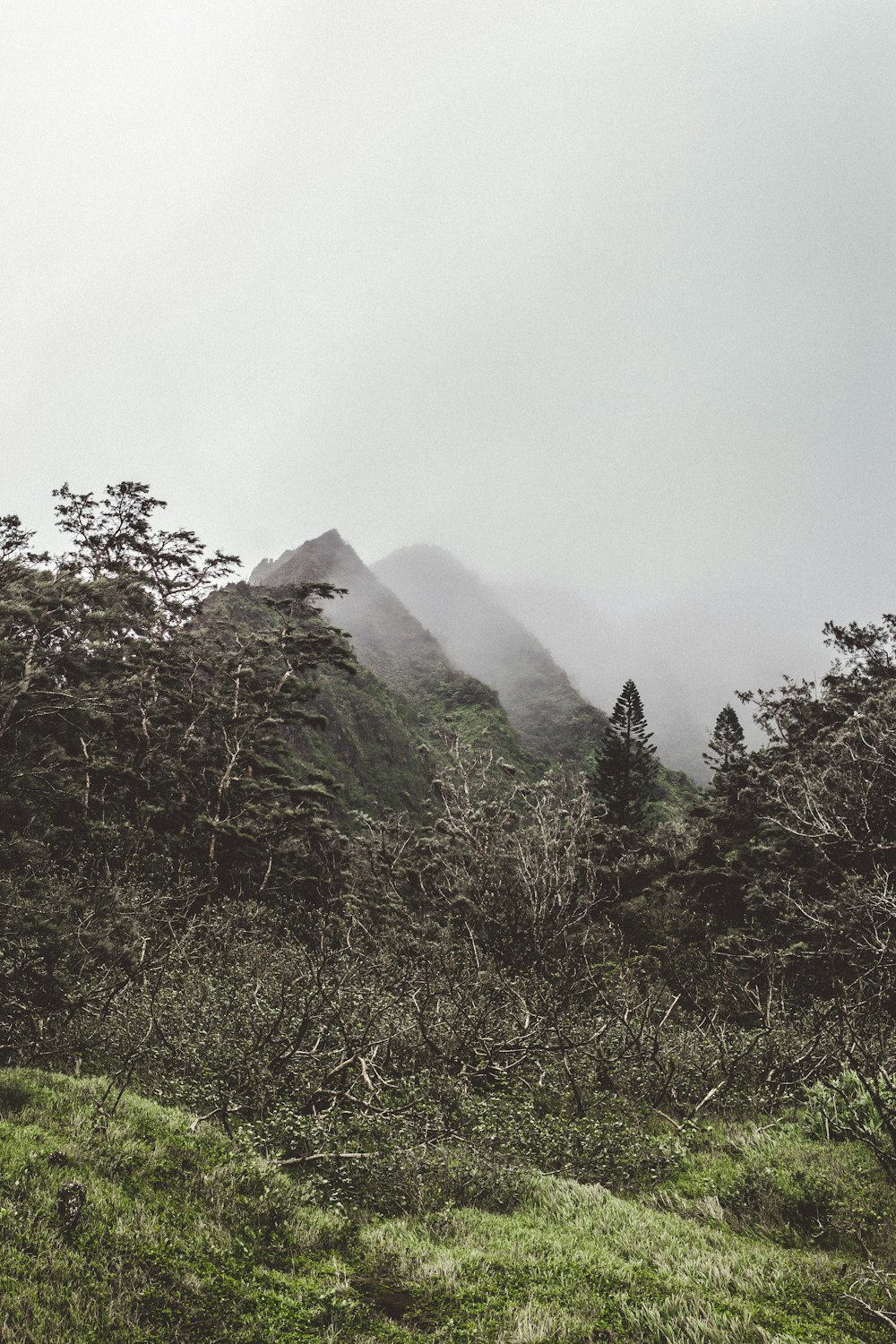 green trees on mountain during daytime