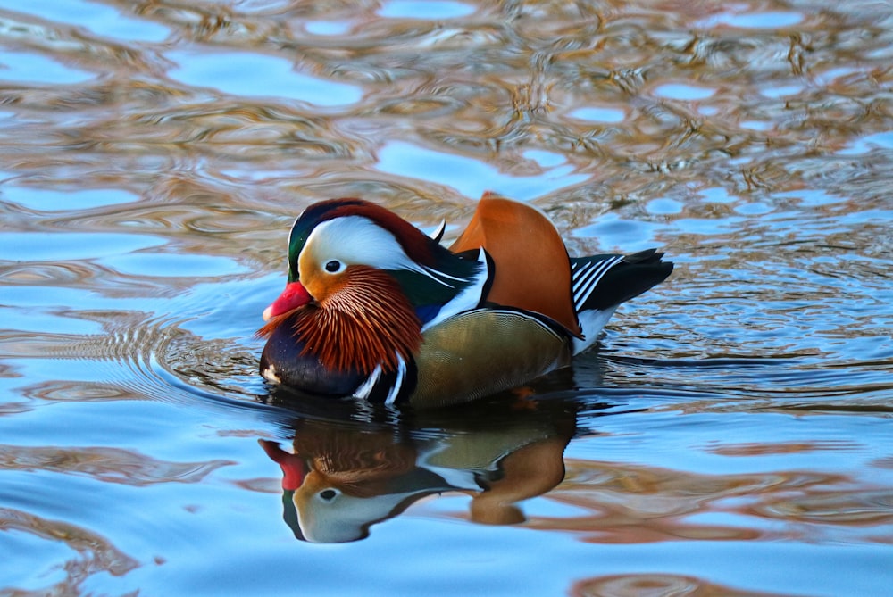 brown and white duck on water