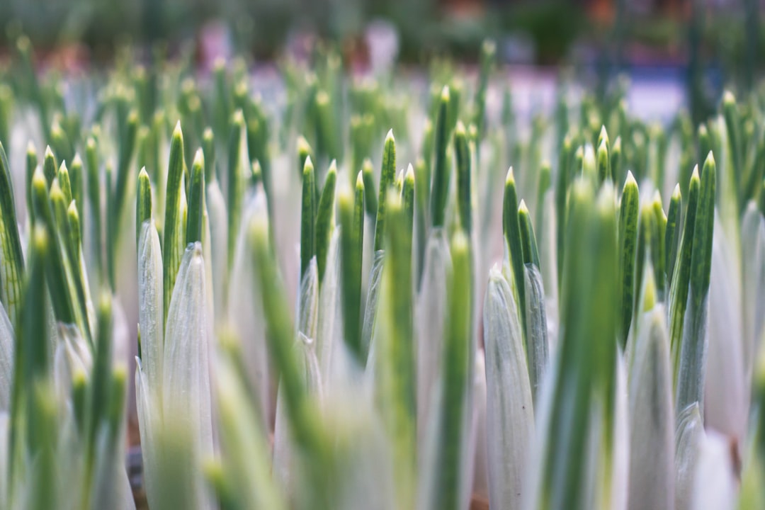 green grass field during daytime