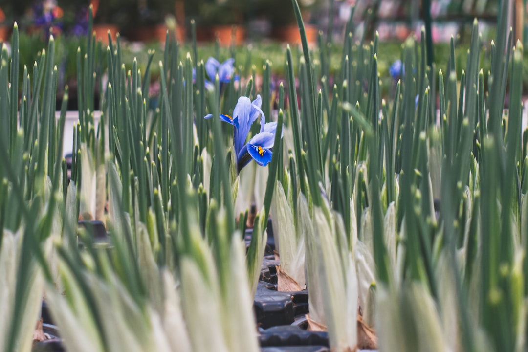 blue flower in green grass