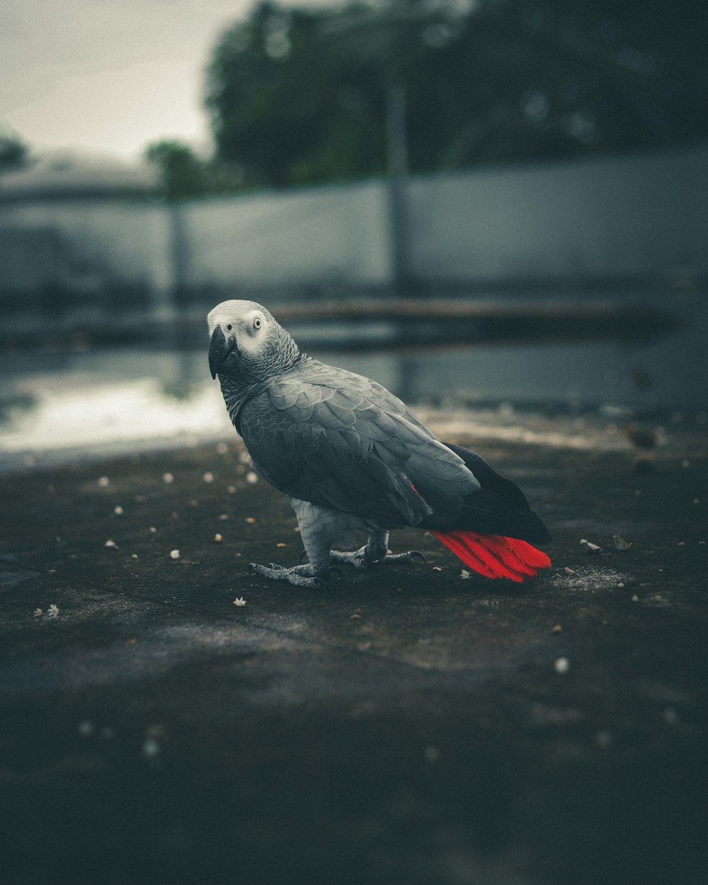 pássaro cinzento e branco no chão preto do concreto
