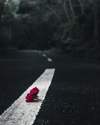 red maple leaf on road during daytime