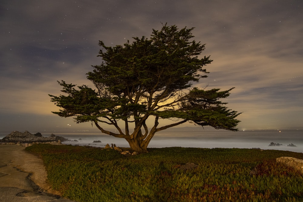 green tree on green grass field under gray sky