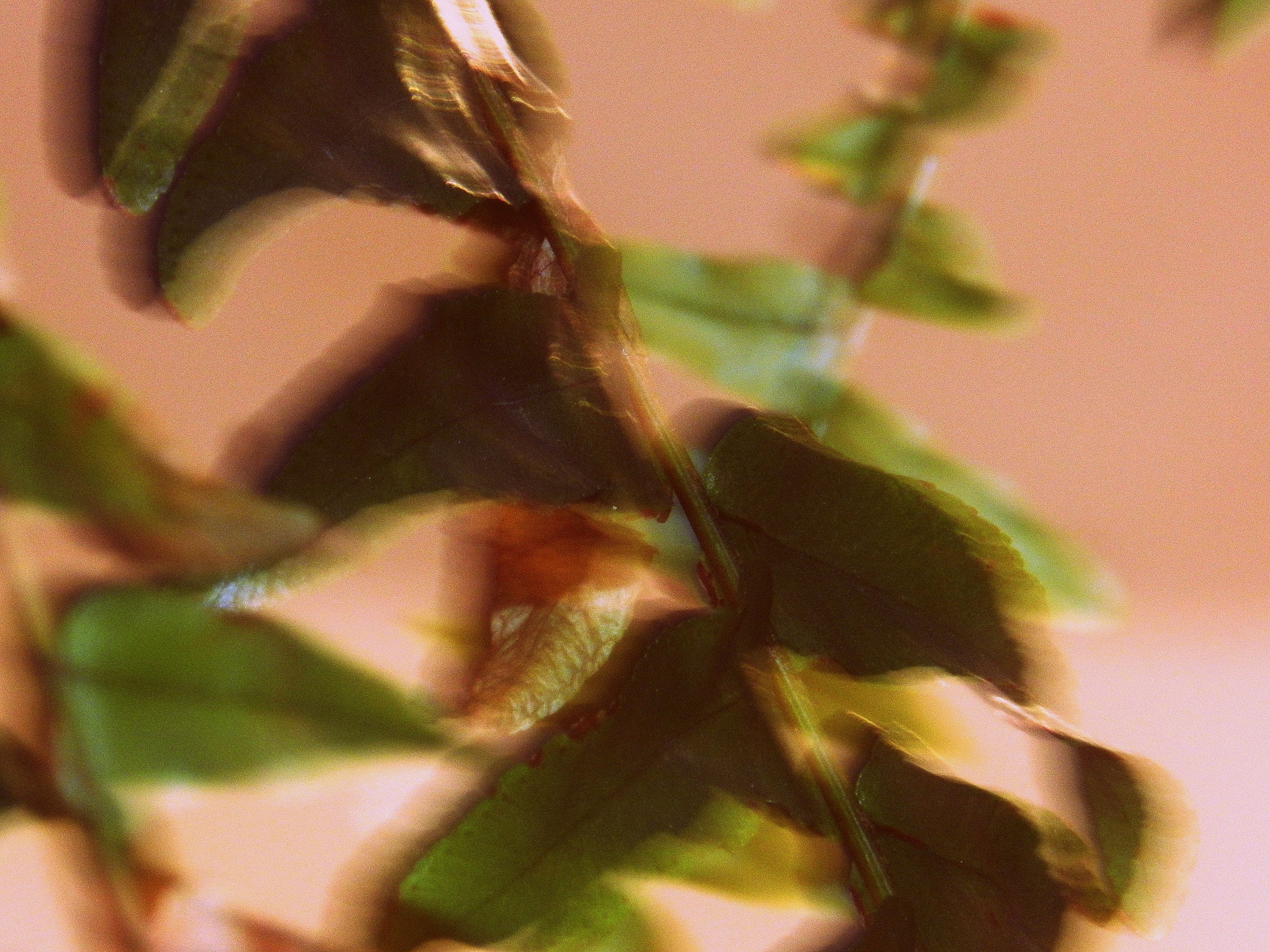 Photo by euquilherme