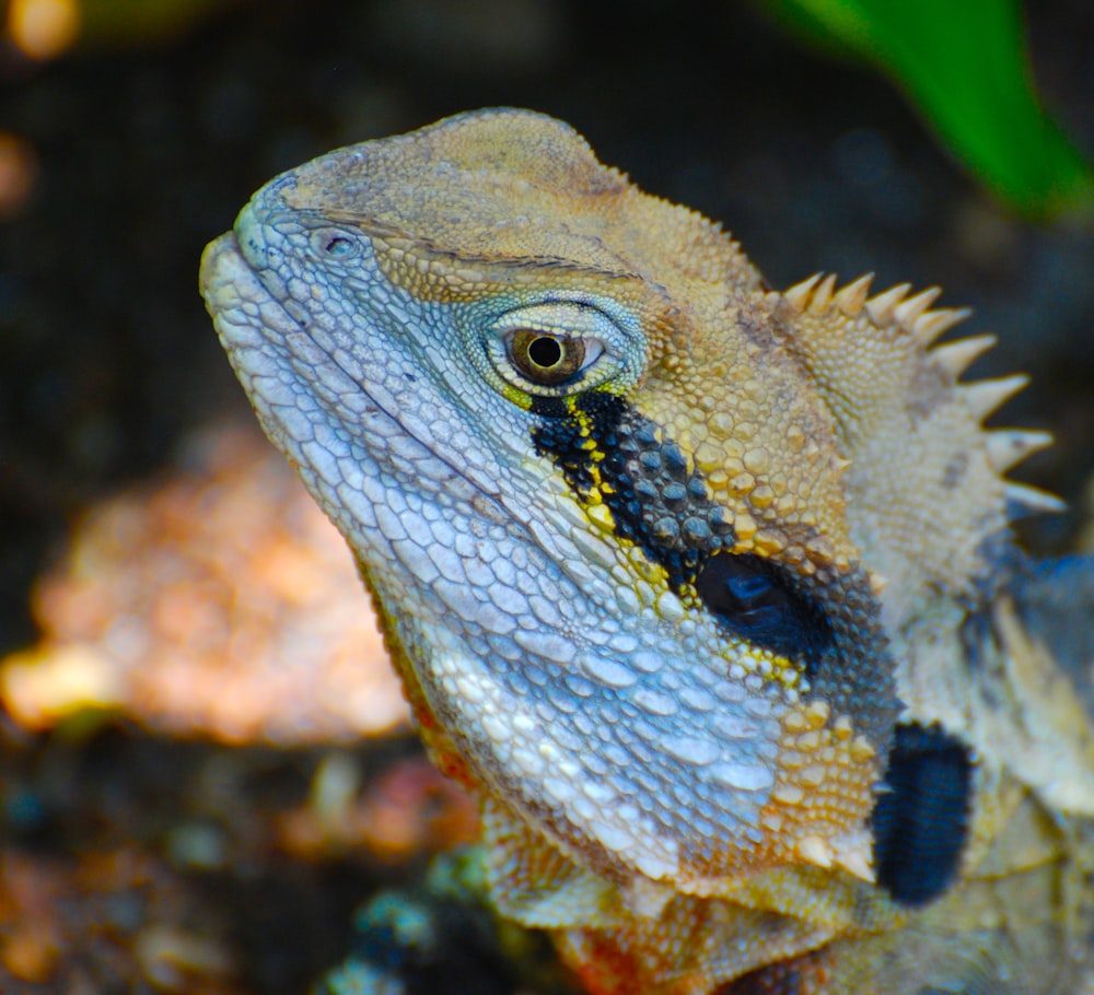 brown and black bearded dragon