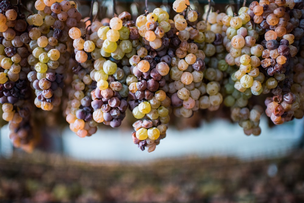 uvas verdes y amarillas durante el día