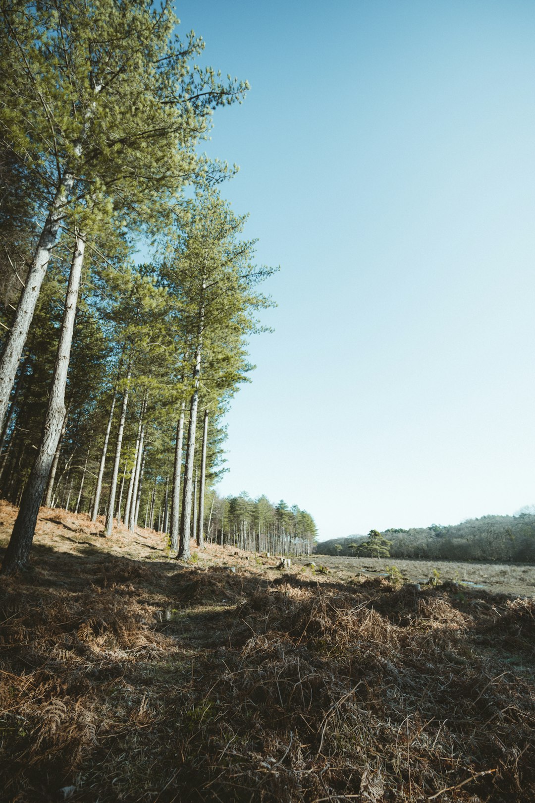 green trees on brown grass field during daytime