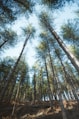 low angle photography of green trees during daytime