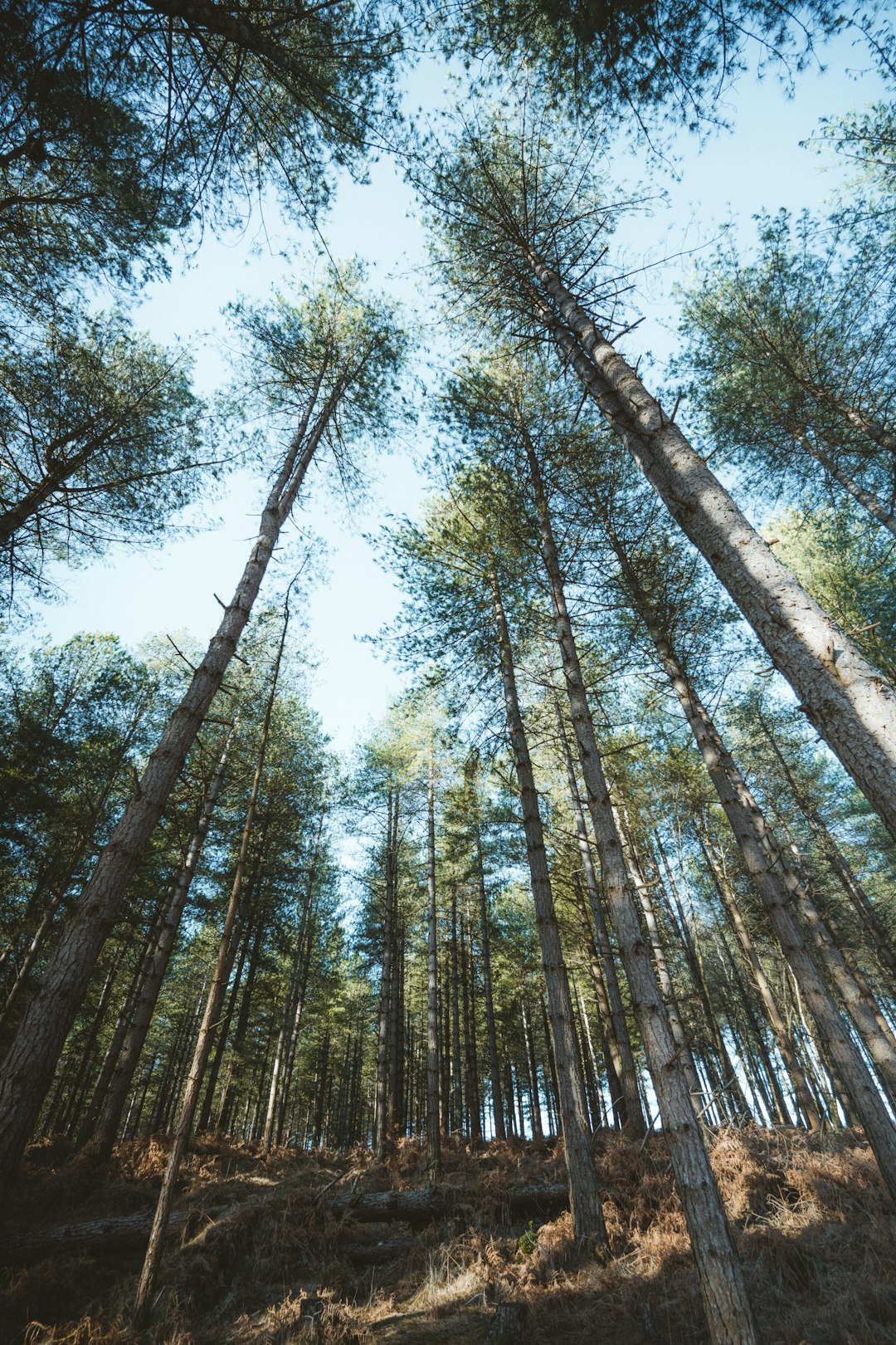 Wide angle forest scene