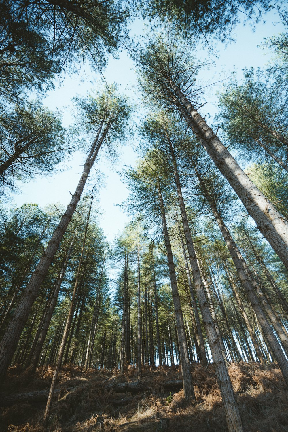 Flachwinkelfotografie von grünen Bäumen bei Tag