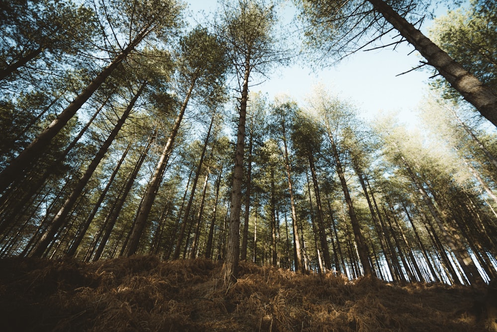 brown trees on brown grass field during daytime