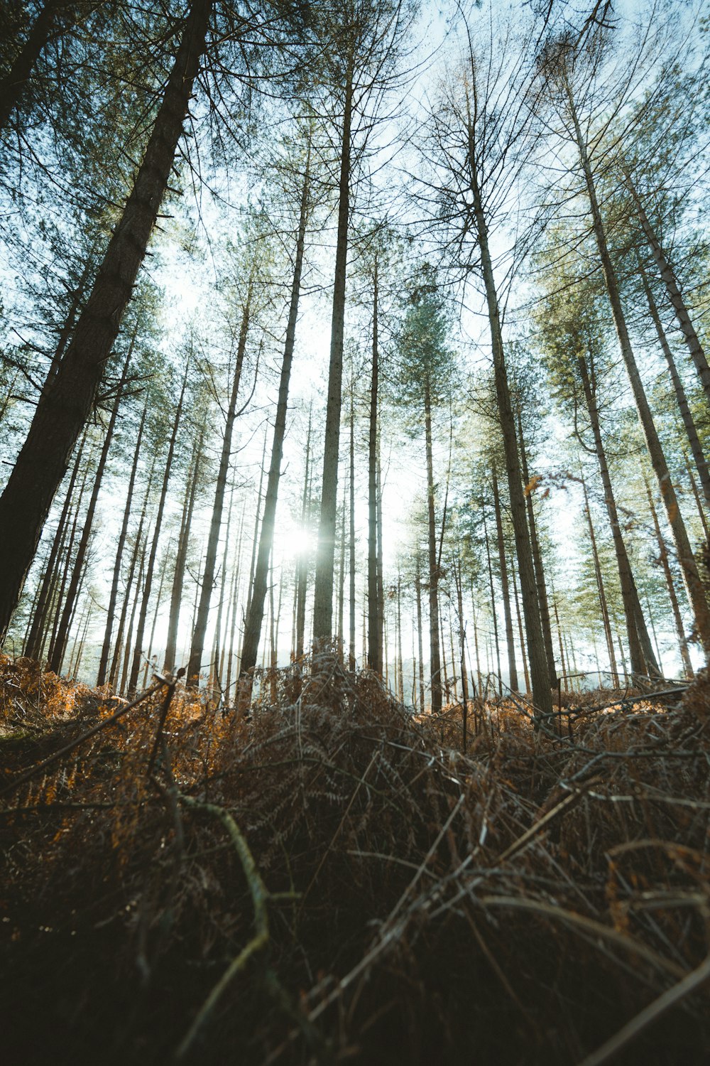 braune Bäume im Wald tagsüber