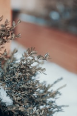 brown and white plant on brown clay pot