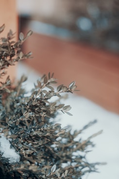 brown and white plant on brown clay pot