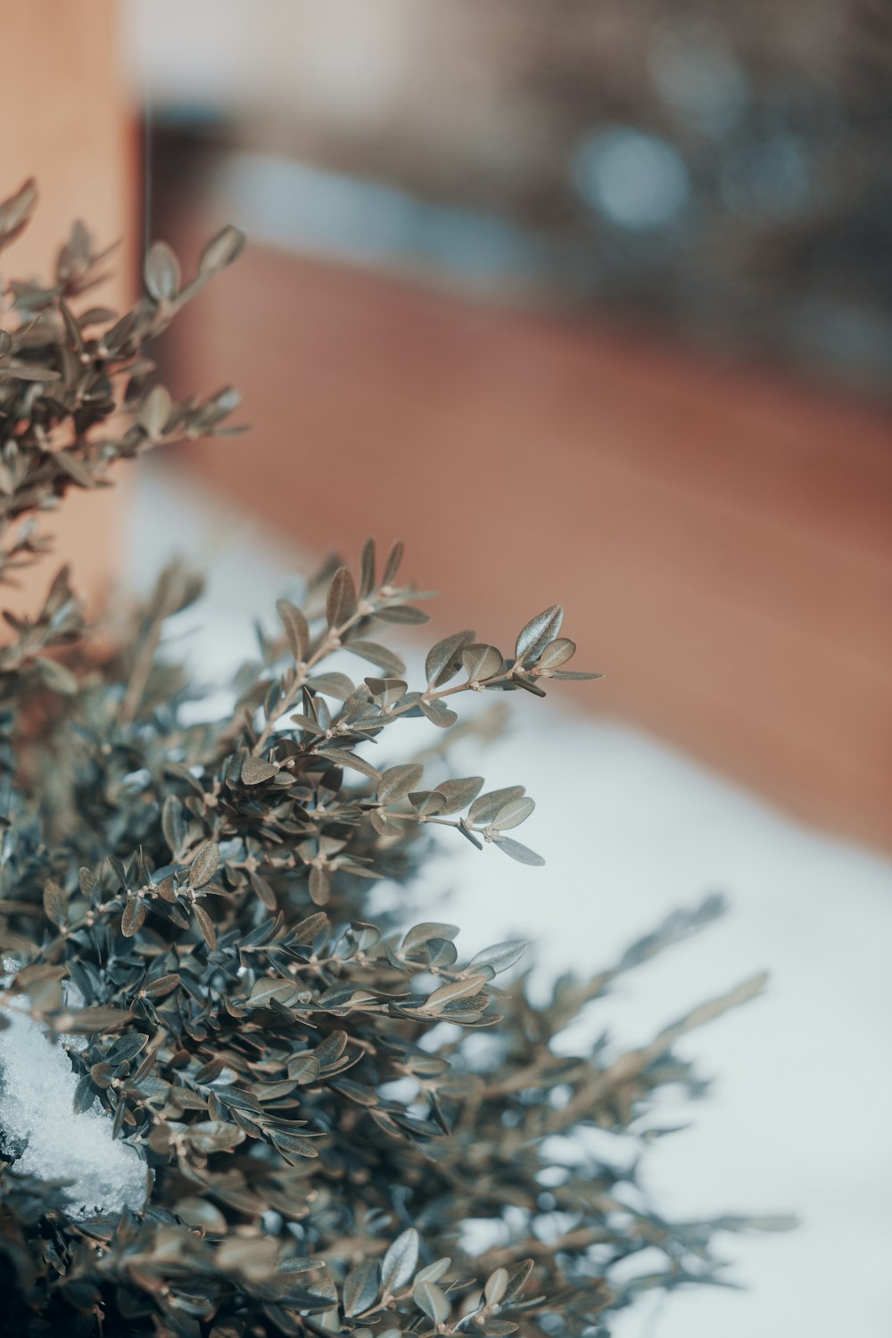 brown and white plant on brown clay pot