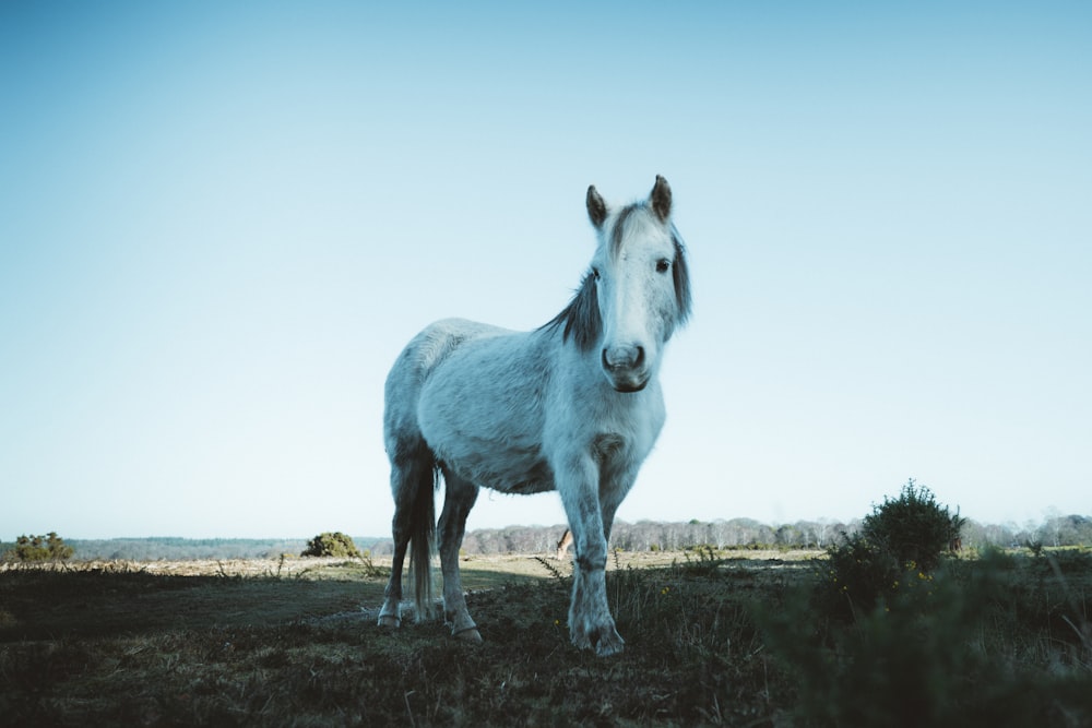 cavalo branco no campo marrom durante o dia