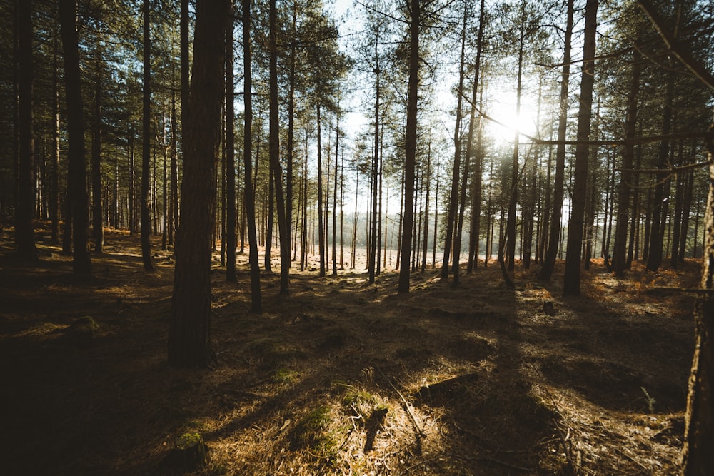 arbres verts sur sol brun pendant la journée