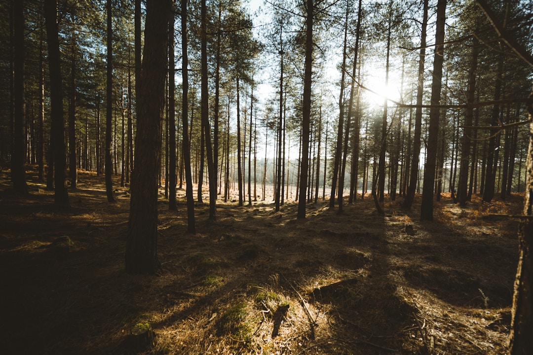 Lichtdurchfluteter grüner Wald mit hohen Bäumen