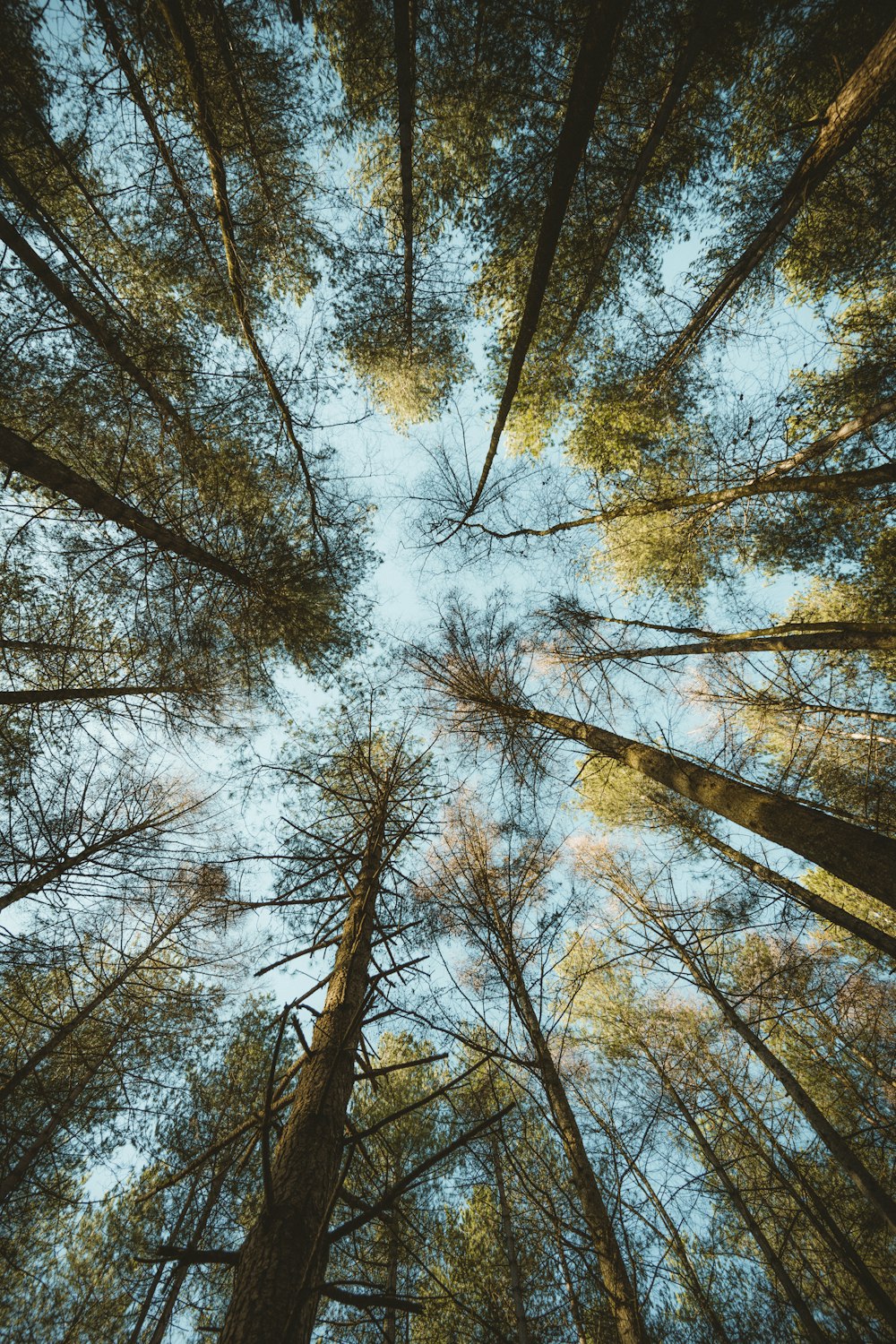 Fotografía de ángulo bajo de árboles durante el día