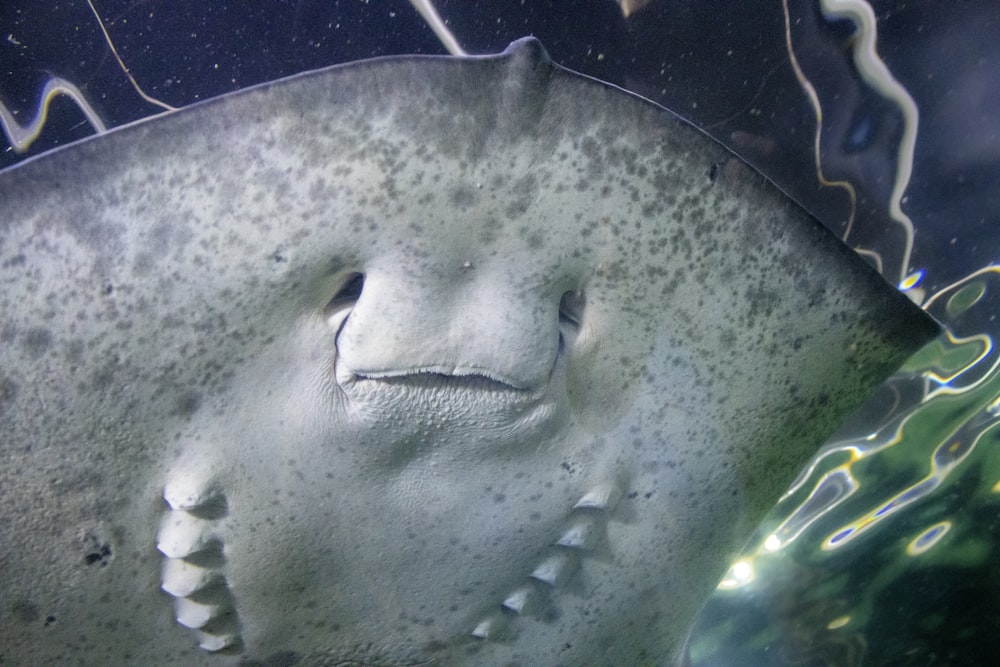 green fish in close up photography