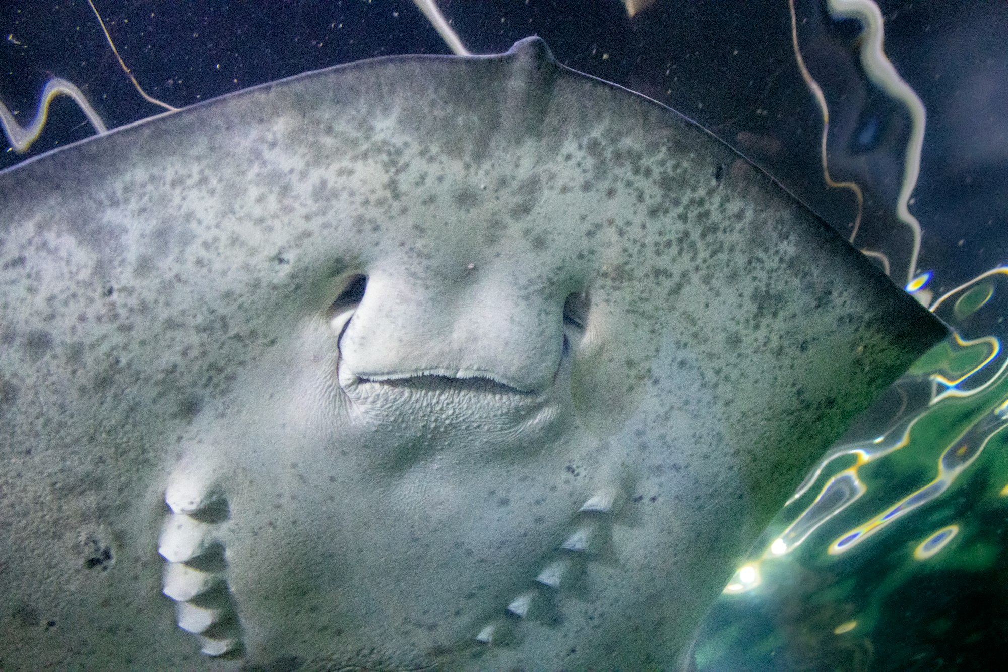 green stingray in close up photography and smiling