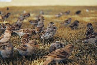 flock of birds on brown grass during daytime