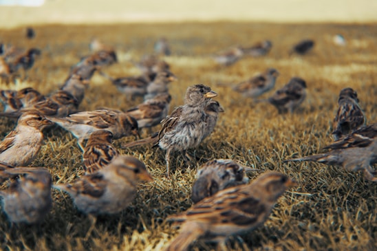 flock of birds on brown grass during daytime