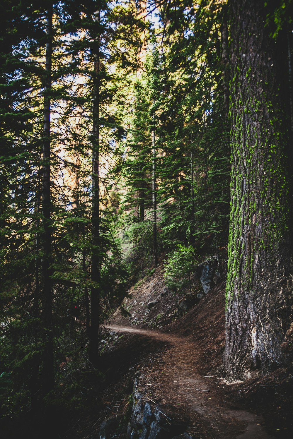 green trees on brown soil