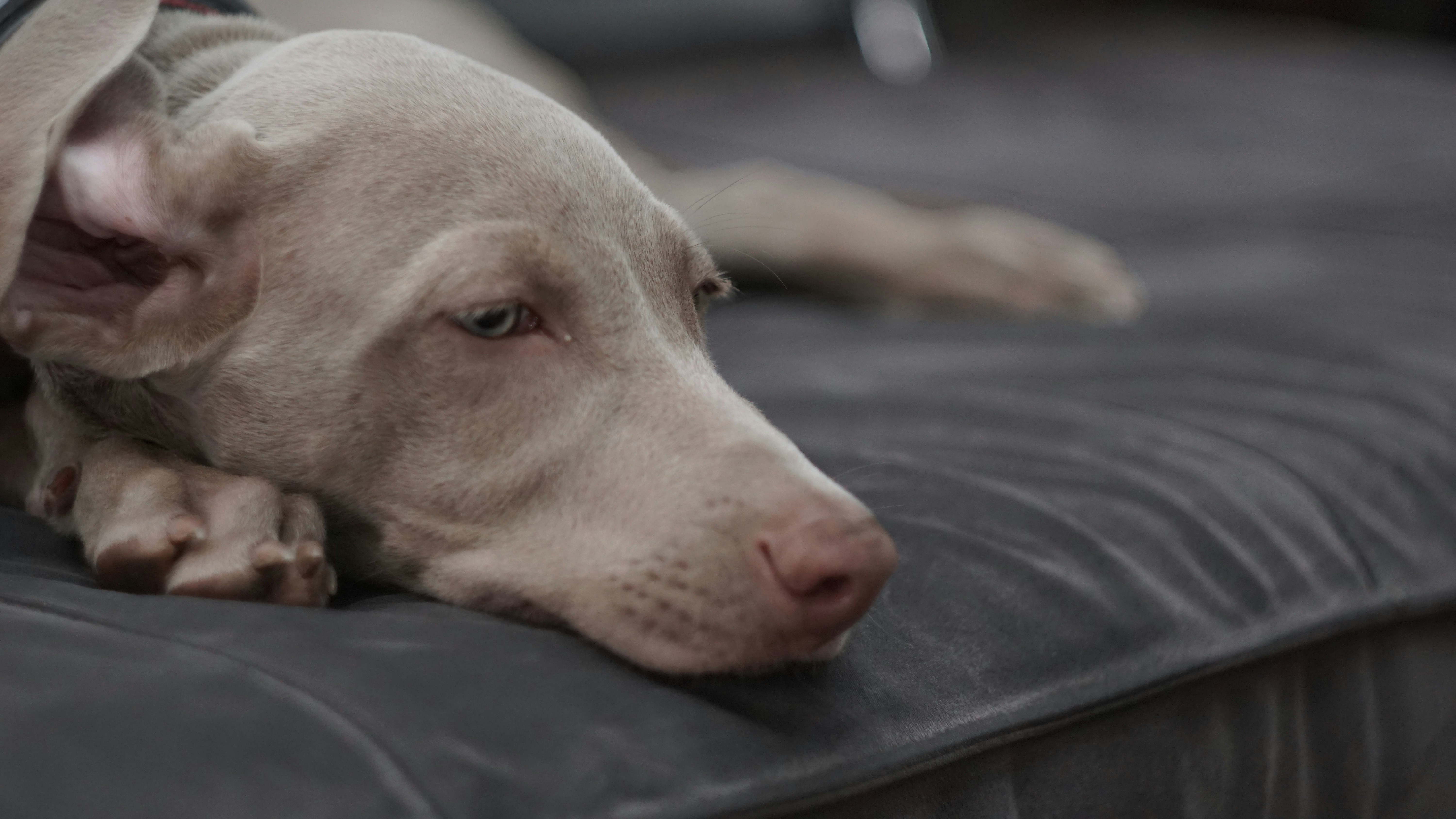 Câlins thérapeutiques : la rôle des chiens dans les chu et hôpitaux
