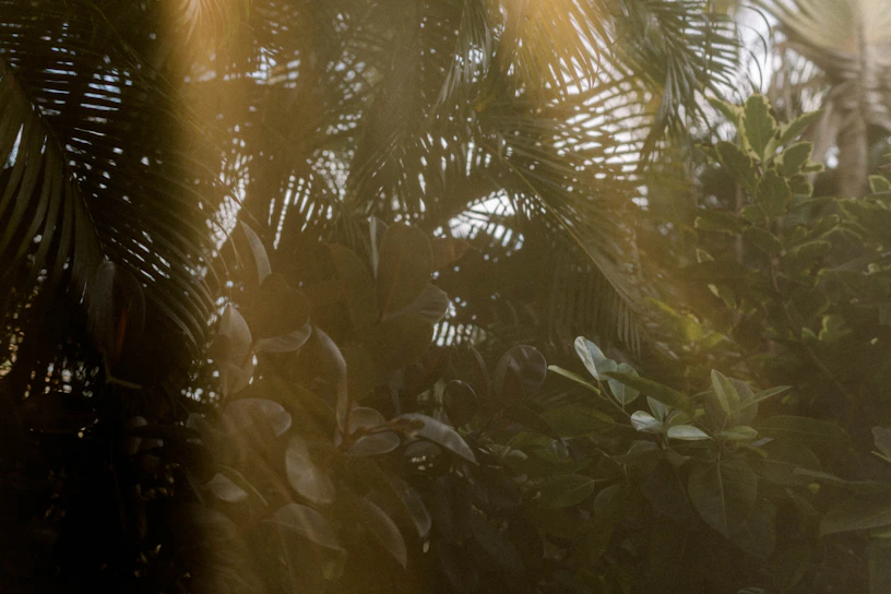 Sunlight filtering through lush tropical foliage onto the serene natural cenote pool.