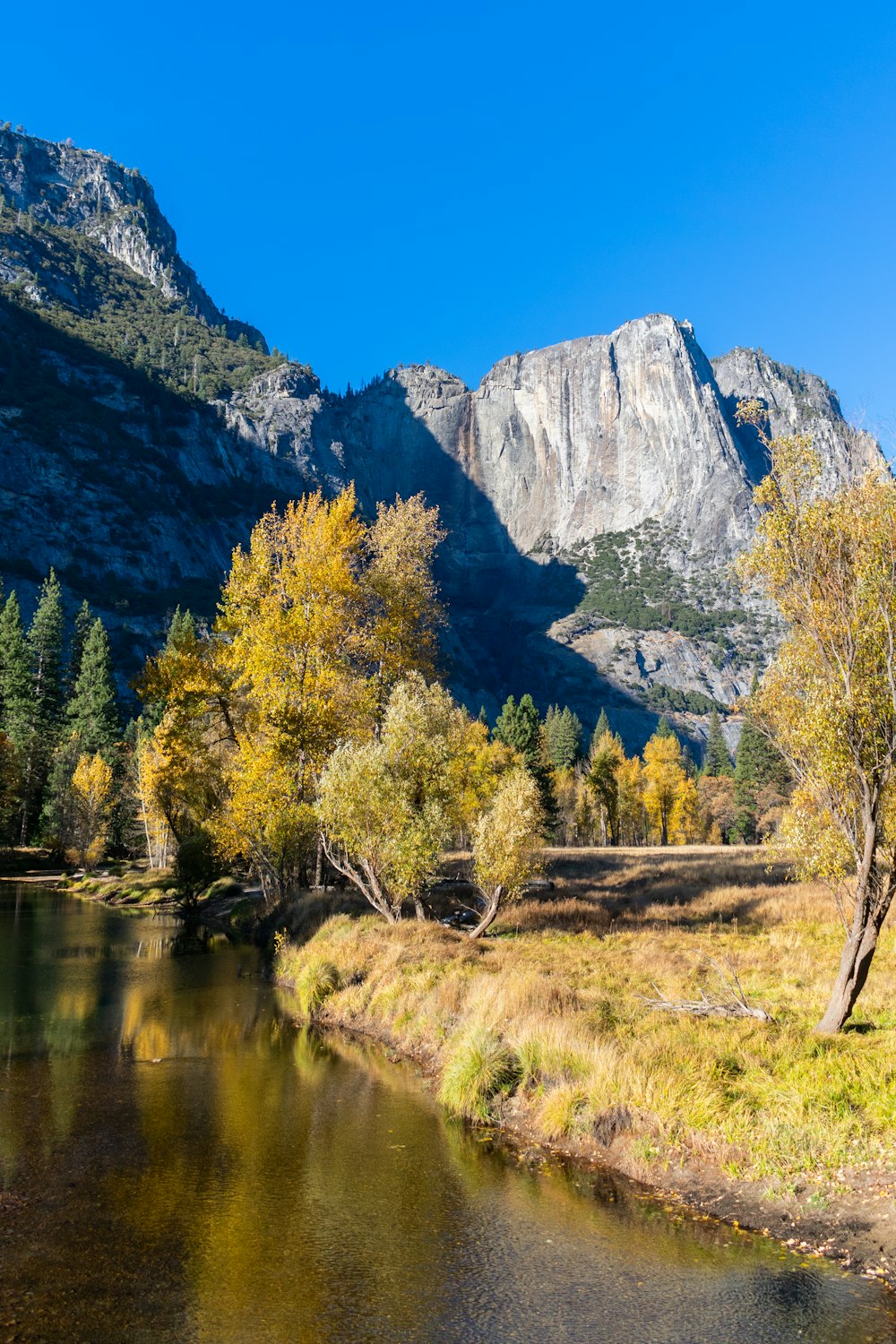 green trees near lake and mountain during daytime