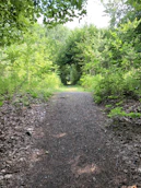 A serene green forest path symbolizing intuition and personal growth.