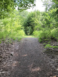 A serene green forest path symbolizing intuition and personal growth.