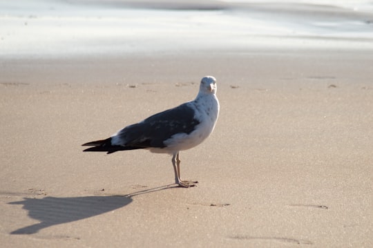 white and black bird on brown sand during daytime in Costa da Caparica Portugal