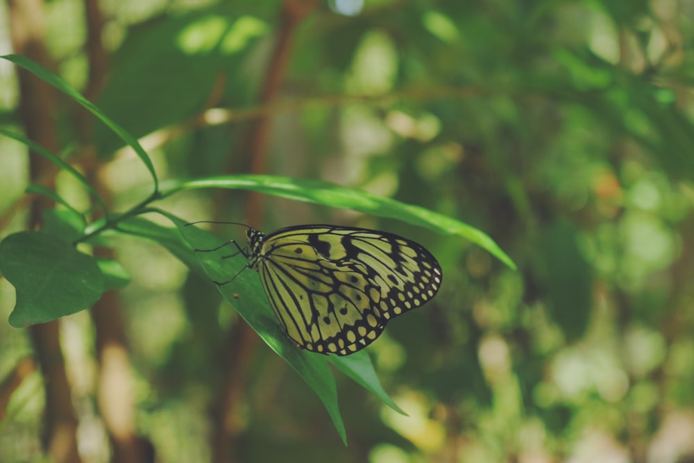 borboleta amarela e preta empoleirada na folha verde em fotografia de perto durante o dia