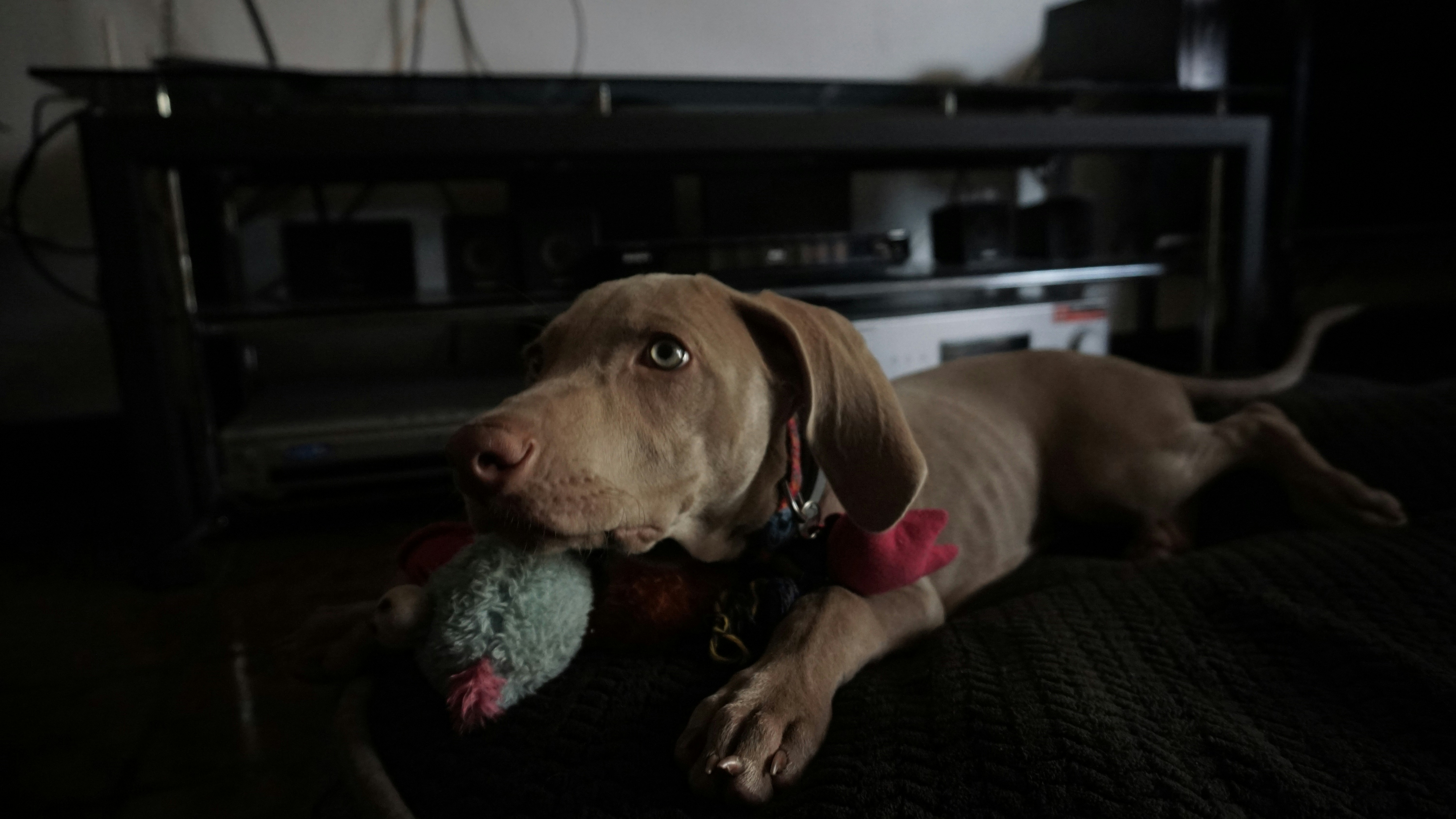 Common Causes Behind Jaw and Teeth Noises