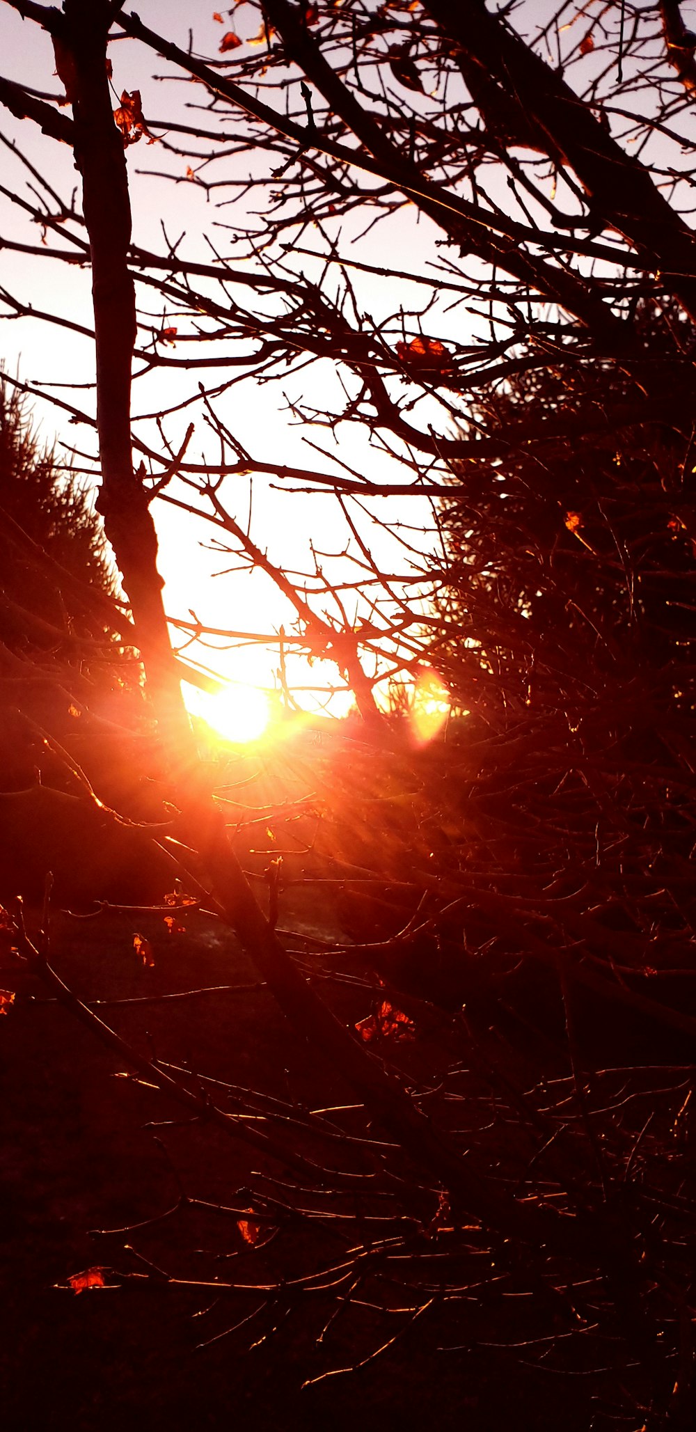 sun setting over the trees