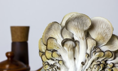 white and brown mushroom figurine