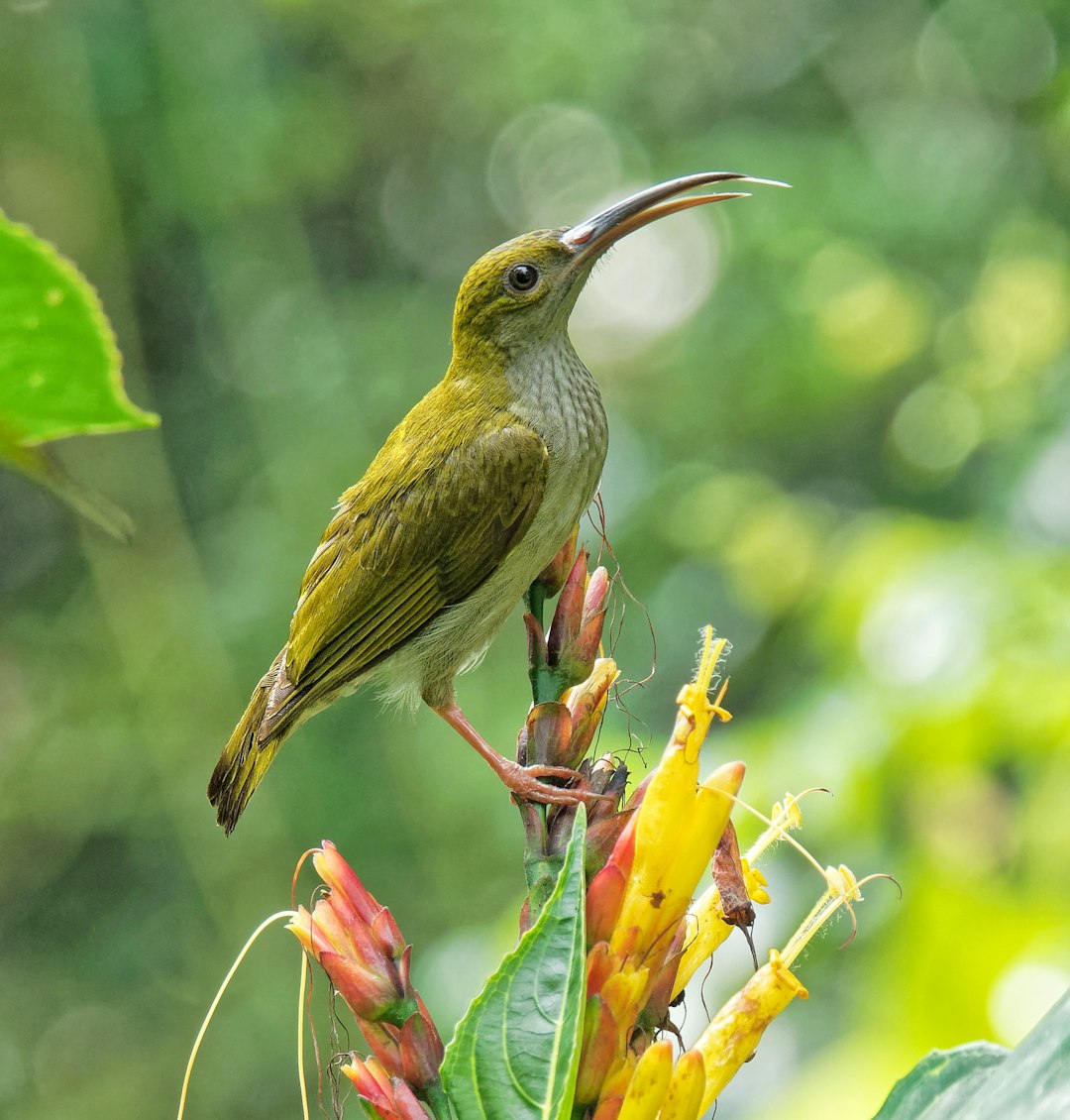 Wildlife photo spot Selangor Ujong Permatang