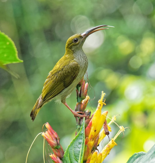 green and yellow bird on tree branch in Selangor Malaysia