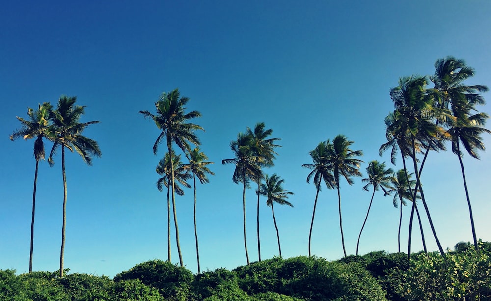 green coconut trees under blue sky during daytime