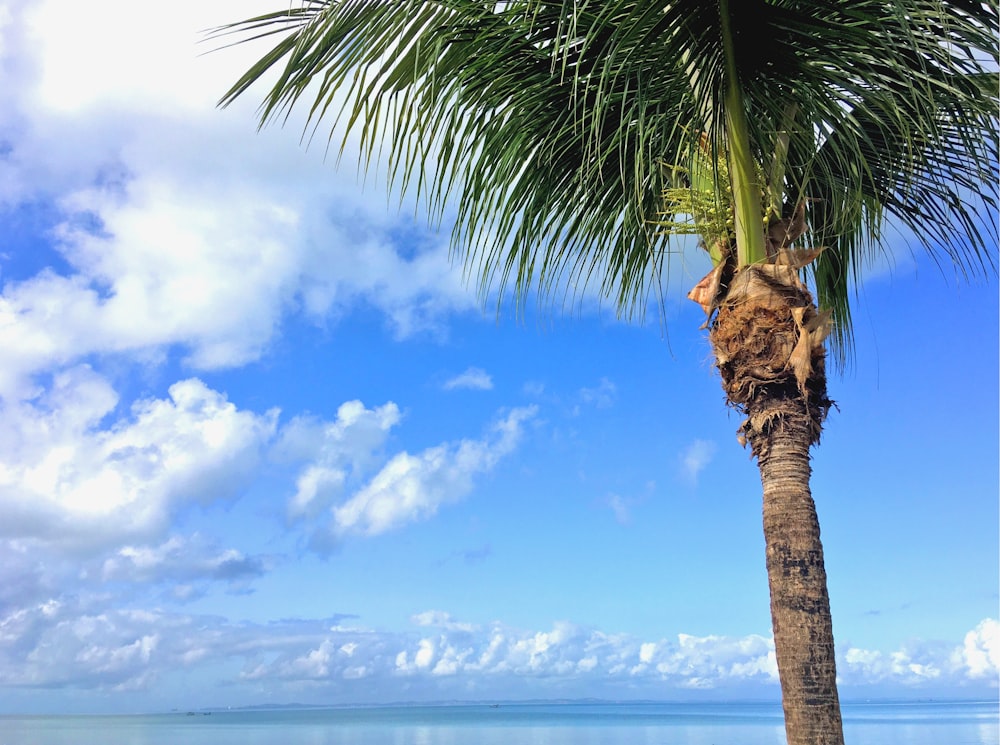 coconut tree near sea under blue sky during daytime