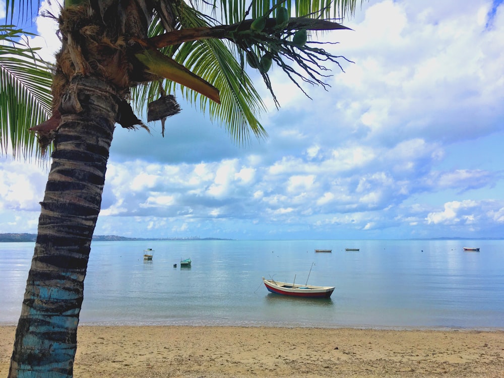 white boat on beach during daytime