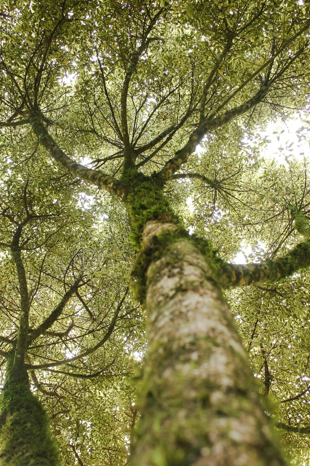 green trees under white sky during daytime