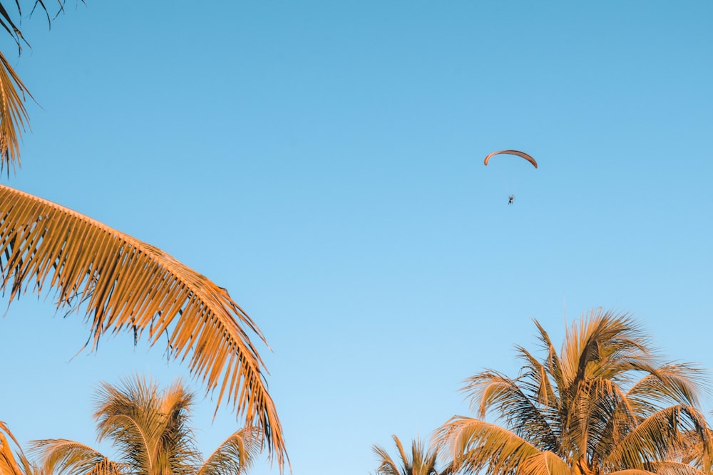 green palm tree under blue sky during daytime