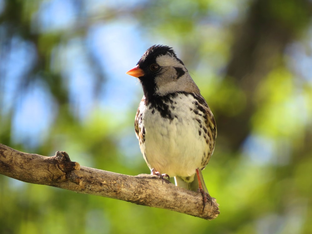 white black and brown bird on brown tree branch during daytime