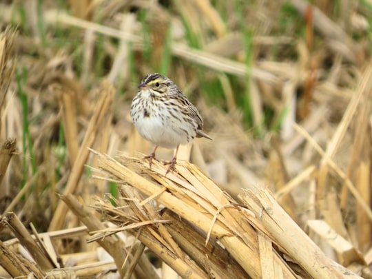 white and brown bird on brown dried leaves in Manitoba Canada